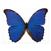 Papillon de Nestira Marpho Cartes Postales