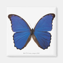 Papillon de Nestira Marpho Magnets Pour Réfrigérateur