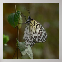 papillon et feuille en bon état posters