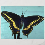 Papillon noir de machaon prospectus personnalisés