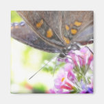 Papillon noir de machaon sur le buddleia Bush Magnets Pour Réfrigérateur