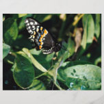 Papillon noir de machaon, Wichita, le Kansas, État Tract