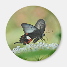 Papillon sur l'aimant de fleur