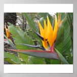 Paradiesvogel Posterdrucke