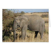 Pâturage de l'éléphant cartes