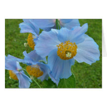 Pavot bleu (Meconopsis) Carte De Vœux