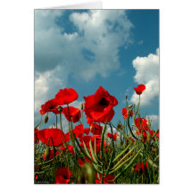 Pavots Cartes De Vœux