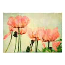 Pavots roses et remous floraux photos sur toile