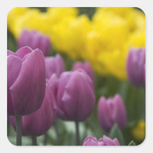 Pays-Bas aka Hollande), Lisse. Keukenhof 10 Adhésif