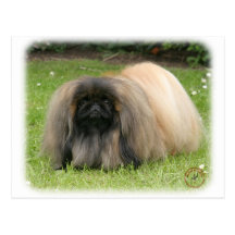 Pekingese 9Y218D-016 Postkarte