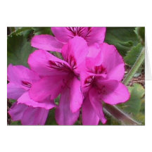 PELARGONIE MARTHAS WASHINGTON GRUßKARTEN