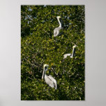 Pélicans de Brown dans l'arbre de palétuvier Affiche