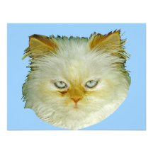 Persische Katze Ankündigung