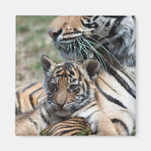 Petit animal de tigre aimants