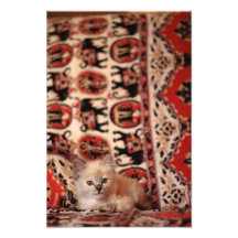 Petit chaton mignon photos d’art