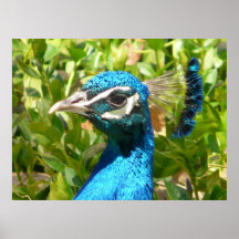 Pfau, gerahmtes Foto Posterdrucke