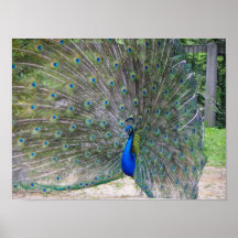 Pfau in der vollen Blüte Plakatdruck