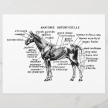Pferd Individuelle Flyer