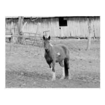 Pferd Postkarte