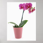 Phalaenopsis-Orchideen-Topf Posterdruck