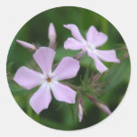 Phlox rose autocollants