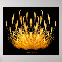 "Phoenix : copie de beaux-arts de toile de la Rena Posters