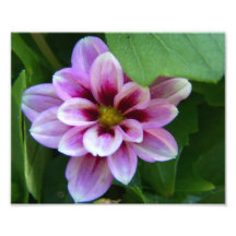 Photo de fleur