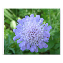 Photo de fleur