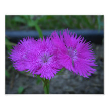 Photo de fleur
