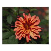 Photo de fleur