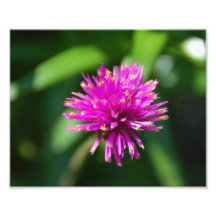 Photo de fleur