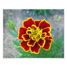 Photo de fleur