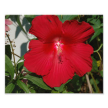 Photo de fleur de ketmie