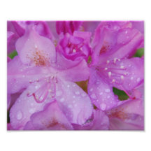 Photo de fleur de Lavendar