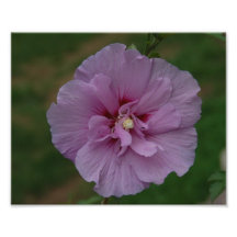 Photo de fleur de Lavendar