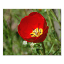 Photo de fleur de tulipe