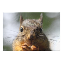 Photo de sourire d'écureuil mignon