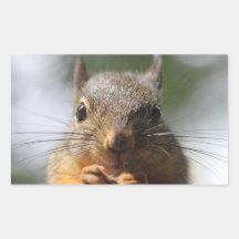 Photo de sourire d'écureuil mignon autocollants
