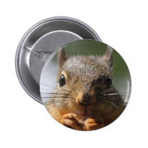 Photo de sourire d'écureuil mignon badges avec agrafe