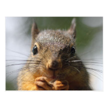Photo de sourire d'écureuil mignon macro cartes postales