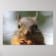 Photo de sourire d'écureuil mignon poster