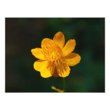 photo jaune de fleur