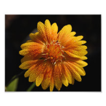 Photo jaune de fleur
