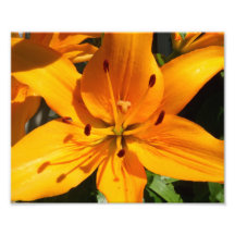 photo jaune de fleur de lis