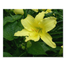 Photo jaune de fleur de lis