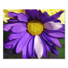 Photo pourpre de fleur de marguerite
