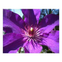 Photo pourpre de fleur de passion