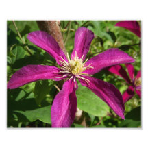 Photo pourpre de fleur de passion