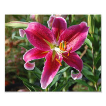 Photo rose de fleur de lis