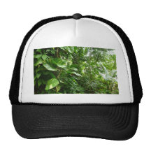 Photographie d'usine de vue de jungle de feuille d casquette